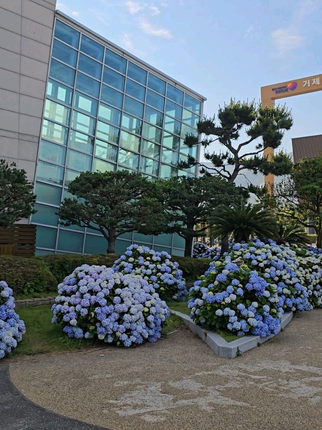 매년 여름 거제도가 더 빛나는 이유💜