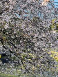 濱離宮恩賜庭園：都市中的綠意天堂 🌸🌳