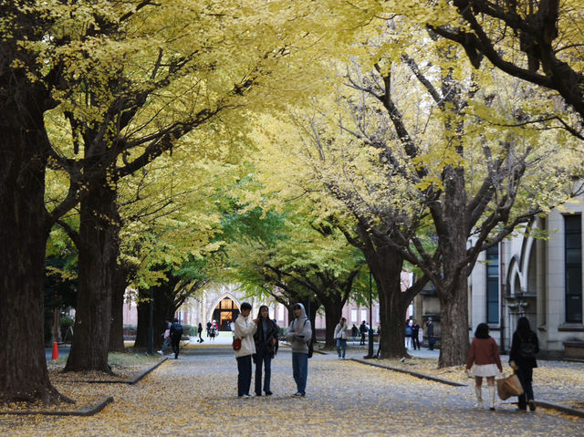 ชมใบไม้เปลี่ยนสีในมหาลัยโตเกียว 🍂🇯🇵 ชมใบไม้เปลี่ยนสีในมหาลัยโตเกียว 🍂🇯🇵