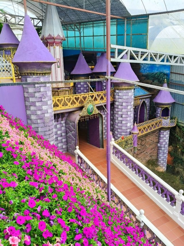 Explore insta wothy Lavender Dreams💜