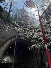 2025.03.28 櫻花季東京獨旅五天四夜行程 p6 第四天行程大公開(1.愛宕一帶)