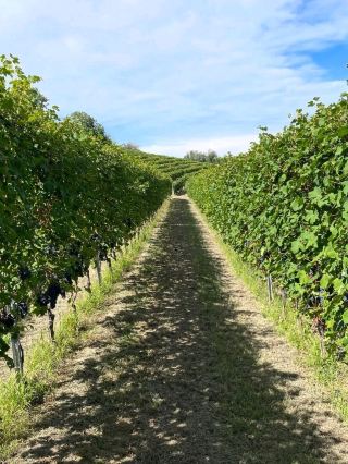 A Warm Welcome at Cantina Corino Giovanni