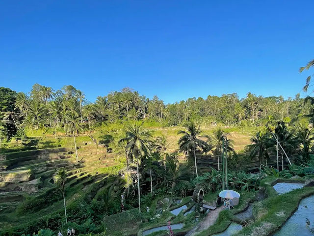 📍 뜨갈랄랑 계단식 논(Tegalalang Rice Terrace) 방문 후기