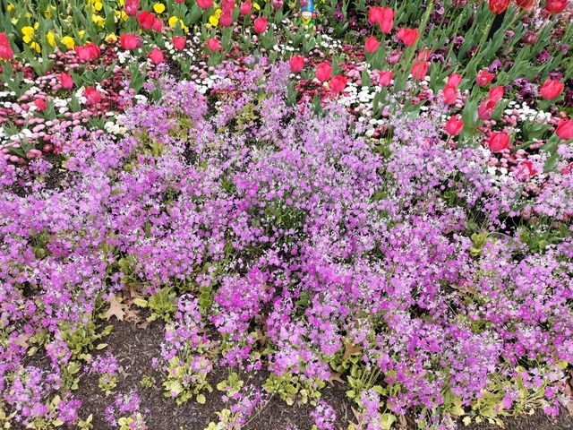 💐Floriade Day Part 1💐