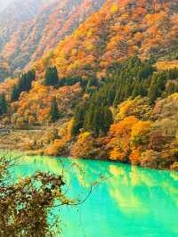 🍁단풍 구경하기 좋은 ‘쿠로베협곡 토롯코열차’