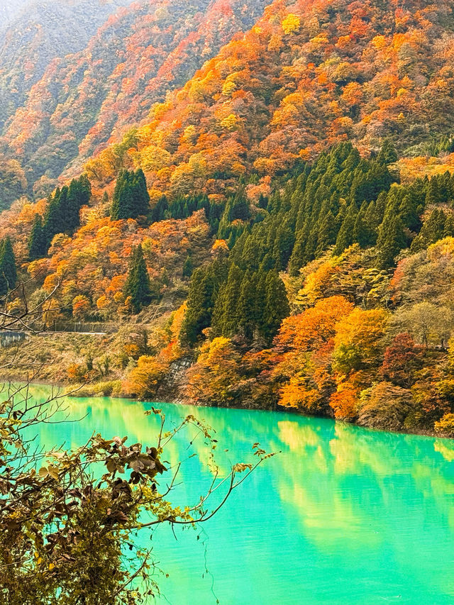 🍁단풍 구경하기 좋은 ‘쿠로베협곡 토롯코열차’