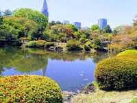 🌸 Seasonal Serenity at Shinjuku Gyoen National Garden