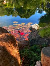 🌸 Japanese Friendship Garden – A Tranquil Oasis in Phoenix, Arizona