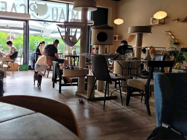Miau Cafe | 바르샤바, 폴란드