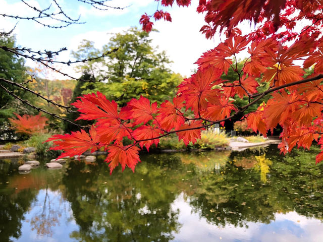 🍁🍂楓葉灑落城市秘景好療癒  🍁🍂