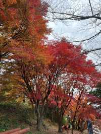  🍁 자산공원 가을 여행 🍁