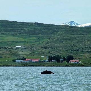 Northern Charm and Vibrant Life in Akureyri