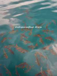 ล่องเรือเที่ยวเขื่อนรัชชประภาแบบ One Day Trip 