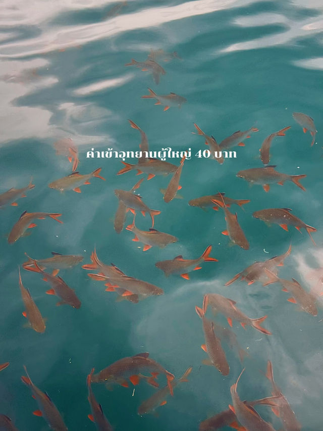 ล่องเรือเที่ยวเขื่อนรัชชประภาแบบ One Day Trip 
