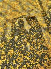 청주 단풍 명소 국립청주박물관✨