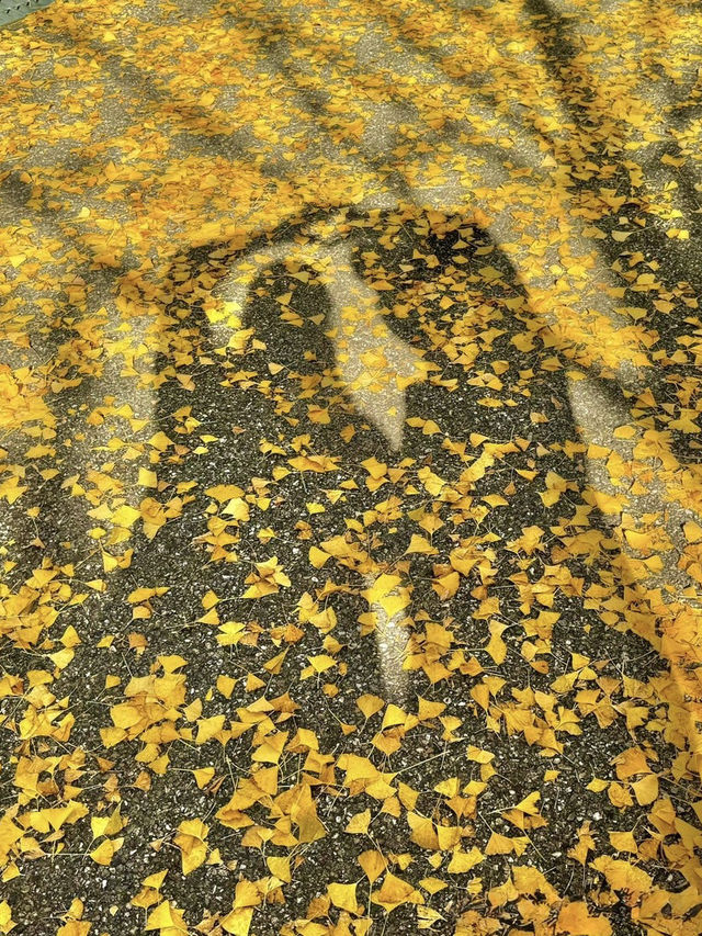 청주 단풍 명소 국립청주박물관✨