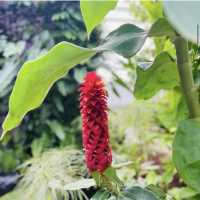 University of California Botanical Garden