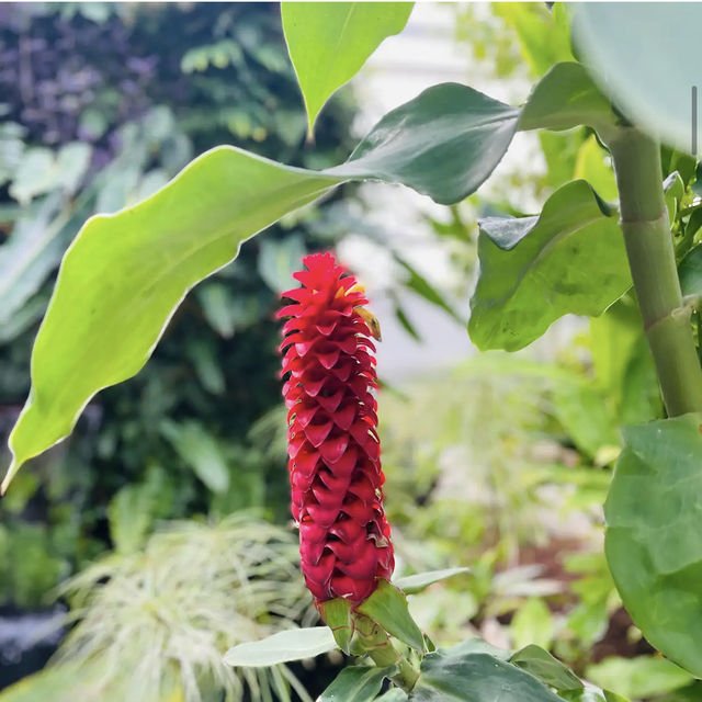 University of California Botanical Garden University of California Botanical Garden