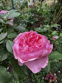 週末療癒提案！桃園雅聞魅力博覽館：迷迭香花園步道與玻璃屋植物探險 🌱