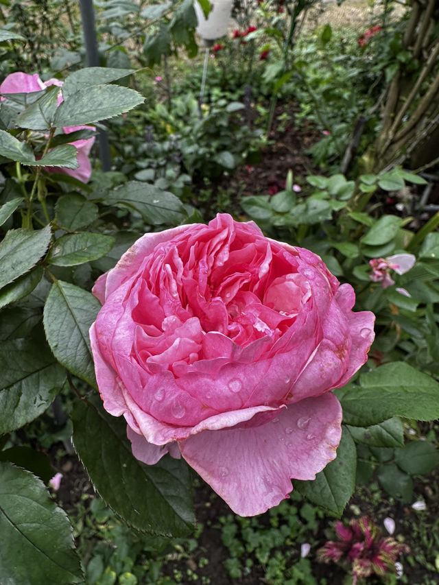 週末療癒提案！桃園雅聞魅力博覽館：迷迭香花園步道與玻璃屋植物探險 🌱