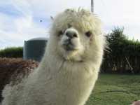 地下星河/懷託摩螢火蟲洞