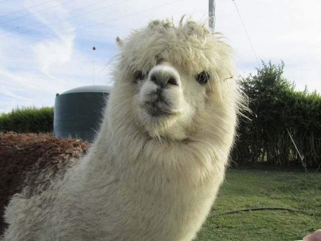 地下星河/懷託摩螢火蟲洞