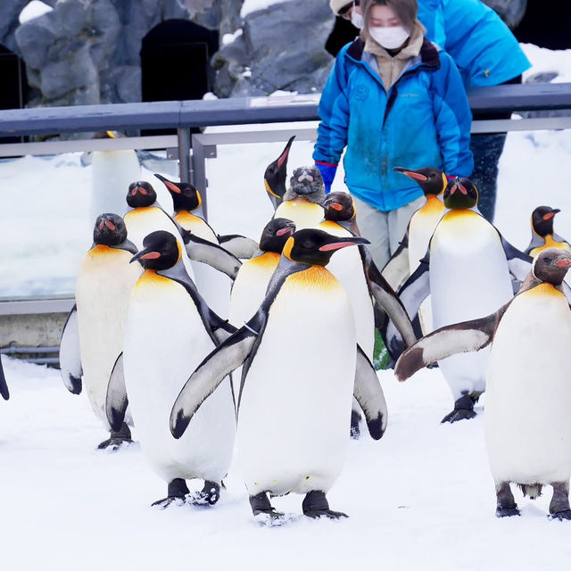 สวนสัตว์อาซาฮิยามะ asahiyama zoo สวนสัตว์อาซาฮิยามะ asahiyama zoo