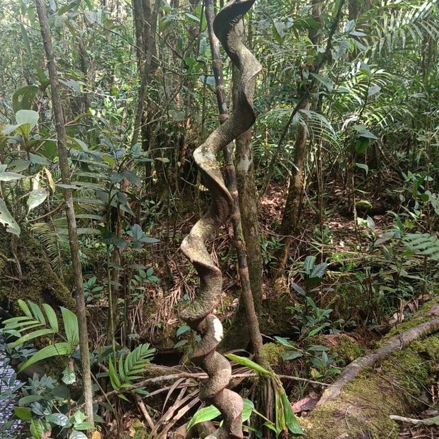 Tropical Adventure from Cool Mountain Foothills to Sun light Islands