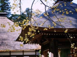 Autumn Magic in Akiruno: Akigawa Valley & Seoto-no-Yu Spa Getaway 🍁✨