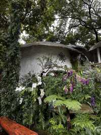 Rainforest Escape🌴