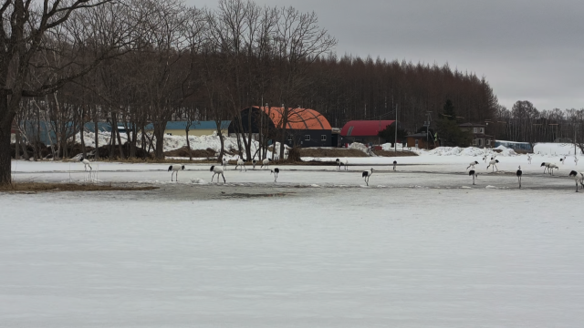 Glen Innes, Tsurui, Teshikaga, Kushiro City: Here’s how to nail a peaceful winter getaway — think snow dancing cranes, swans in steamy lakes, epic fireworks on ice, and dreamy hot spring vibes 🕊️❄️

Top Spots to Visit
Tsurui-Itō Tanchō Crane Sanctuary: Address: Nakasetsuri, Akan District, Tsurui. Open: 09:00–16:00 (closed Tue/Wed). Don’t miss the magical snowy crane dance, best viewed early morning! Pro tip: Dress warm — it’s icy but totally worth it for the serenity.

Lake Mashu Observatory No.1: Address: Teshikagagenya, Teshikaga. Open all day. Known for its super-clear crater lake views; winter mist creates surreal photo ops. Tip: Arrive before sunset for golden hour magic.

Sunayu Onsen: Address: Biruwa, Teshikaga. Open all day. Watch swans swim in steaming thermal waters beside icy shores — it’s a feast for the eyes.

Mt. Io (Atosa-nupuri): Kawayu, Teshikaga. Feel the geothermal energy as snow steams off sulfur vents. Totally otherworldly!

Kushiro City & Akanko Ainu Kotan (Ainu Village): Dive into Hokkaido’s indigenous culture, grab handmade souvenirs, then head to the frozen lake for evening fireworks. Easily one of the trip highlights.

Where to Stay
New Akan Hotel (2 Chome-8-8 Akancho Akankoonsen): Try the rooftop mixed-gender hot spring and open-air bath for snow-meets-steam views (complimentary swimwear!), plus lakeside strolls and stargazing. Buffet is extensive, but go early to dodge crowds.

Getting Around & Food
Renting a car is best for flexible access between wide-spread spots. Pack layered clothes and snow boots! For authentic eats, hit the hotel buffet’s Japanese cuisine — fresh and varied.

Key Tips
Winter is the secret season here: fewer crowds, mor#kushirohokkaido e peace. Most spots open all year, but check each location’s schedule for closures. Bring camera gear and warm gloves!

#hokkaidowinter #hotspringviews #birdwatchingjapan #ainuculture #tripdotcom