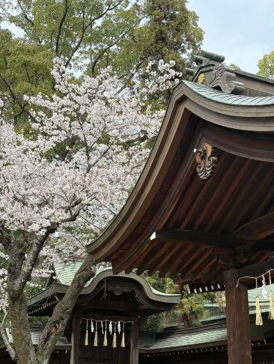 姫路城から車で行く桜の鑑賞ガイド：ルートと雰囲気をまとめてご紹介