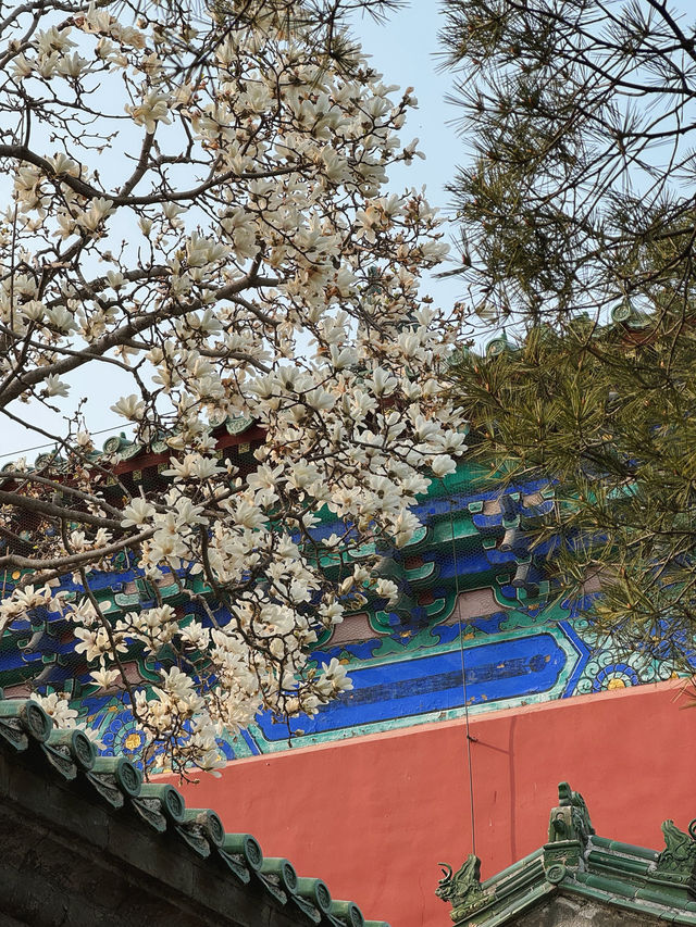 Beijing spring & side quest to Shangahai | Trip.com Beijing