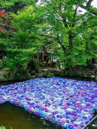 茨城のあじさいシーズン – 日本の隠れた花の楽園。