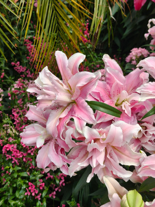 Lilytopia at Singapore's Flower Dome