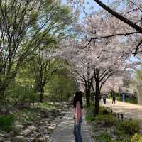 서울숲 벚꽃구경🌸🌸🌸