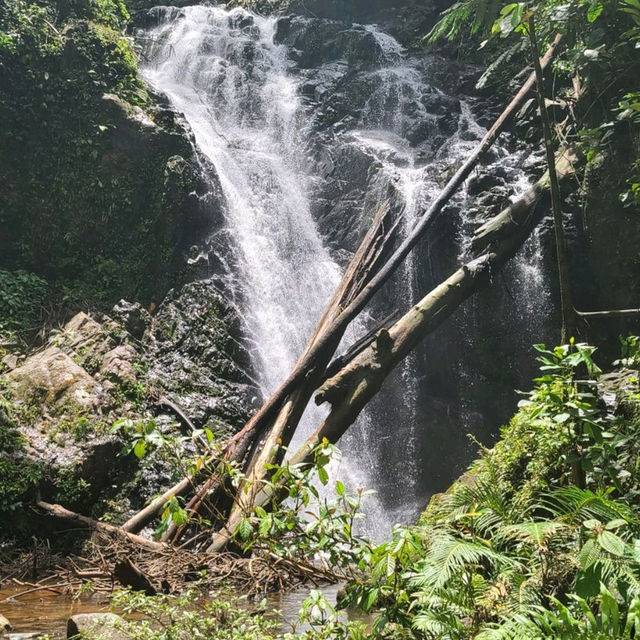 보르네오섬 말레이시아 Tawau Hill Park, 약 90미터 나무를 만나다.