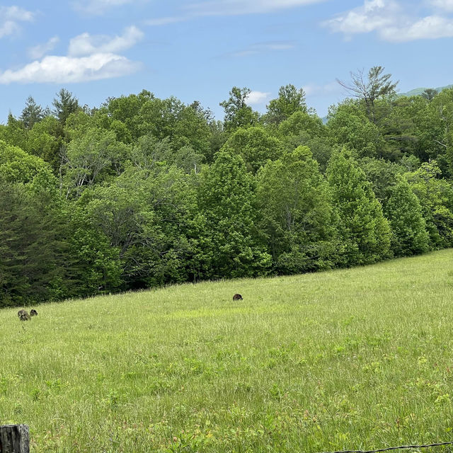 Cades Cove at the great smoky mountains 