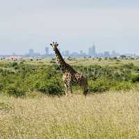 KENYA NATIONAL PARK, A SITE TO BEHOLD