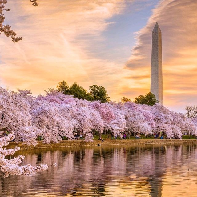 Washington D.C  National Cherry Blossom Festival