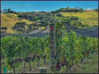 Wine Tasting at Waiheke Island 