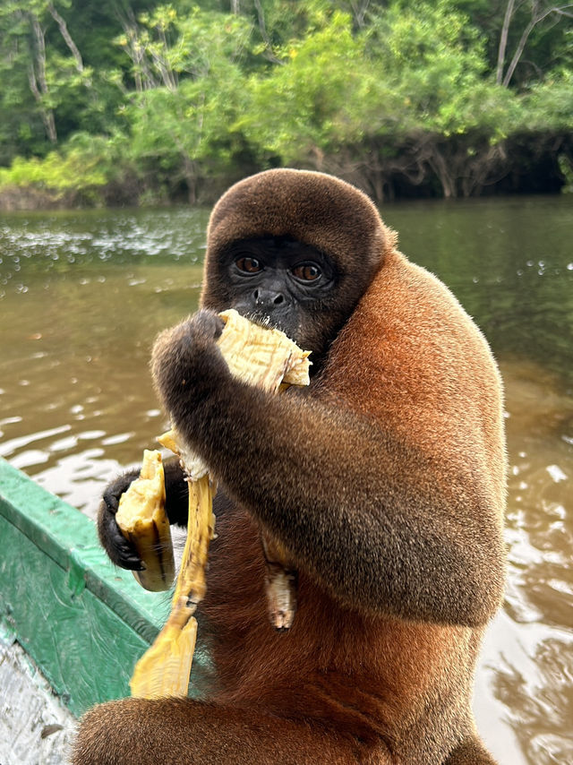 🇵🇪アマゾン川の大自然を体感🦥🦜🐒イキトス発アマゾンツアー