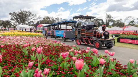 🌷Canberra's springtime is ridiculously underrated!! 1 million flowers + lakeside cherry blossoms + mountaintop sunset — traveler post in Braddon