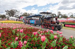 🌷Canberra's springtime is ridiculously underrated!! 1 million flowers + lakeside cherry blossoms + mountaintop sunset