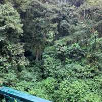 Monteverde cloud forest 🌳 