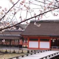 宮島和嚴島神社櫻花🌸