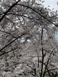 【瑞士的花季：櫻花、梅花齊齊開花！】
