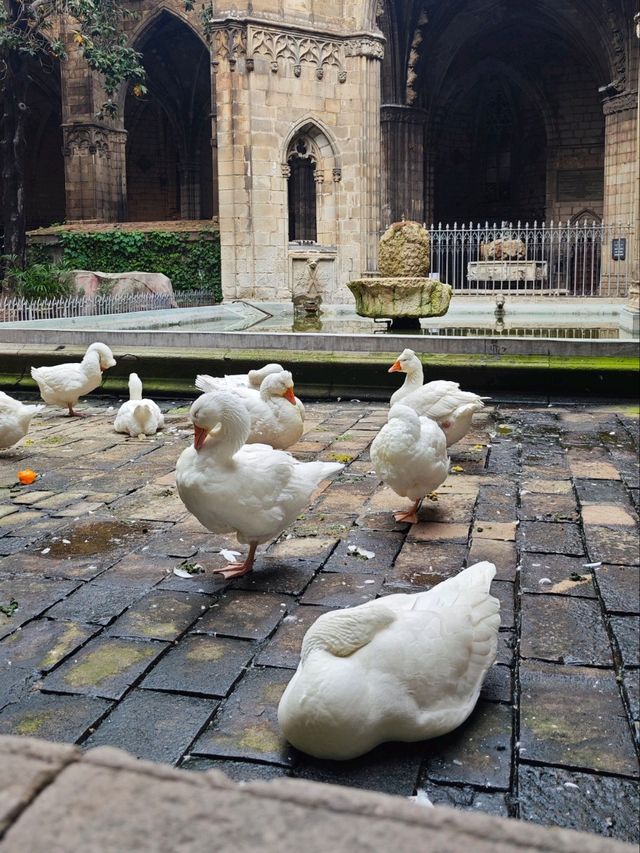 Cathedral of Barcelona: A Glimpse into Gothic Grandeur ⛪✨