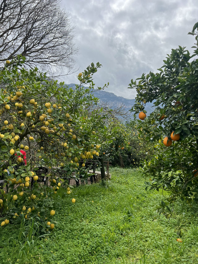 A citrus farm in Sollèr, Mallorca!🍋🍊