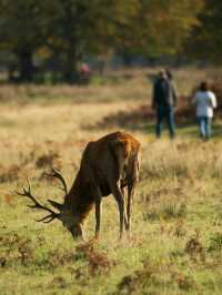 🌳🦌 Discover the Beauty of Bradgate Park in Leicester! 🏞️